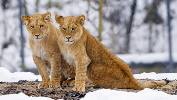 Wallpaper Rock, Covered, Sitting, Forest, Desktop, Are, Lions, Blur, Background, Two, Snow