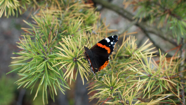 Wallpaper Black, Designed, Red, Spruce, Mobile, Leaves, Desktop, Butterfly