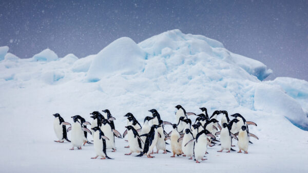 Wallpaper Birds, Group, Landscape, Snow, Covered, Penguins, Desktop