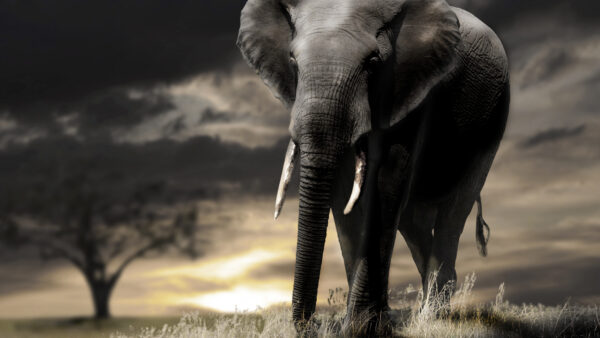 Wallpaper Sky, Elephant, Background, Dark, Big, Black