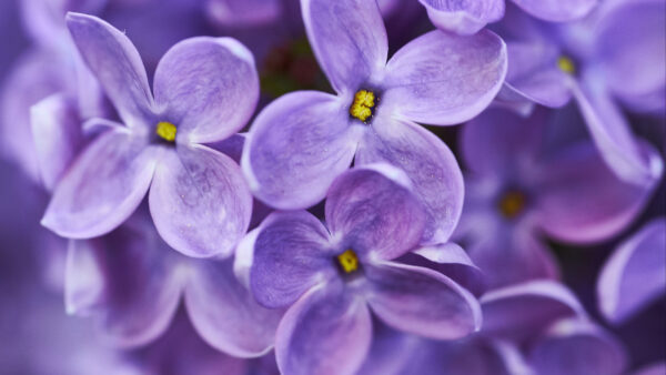 Wallpaper Lilac, Mobile, Desktop, Purple, Field, Flowers
