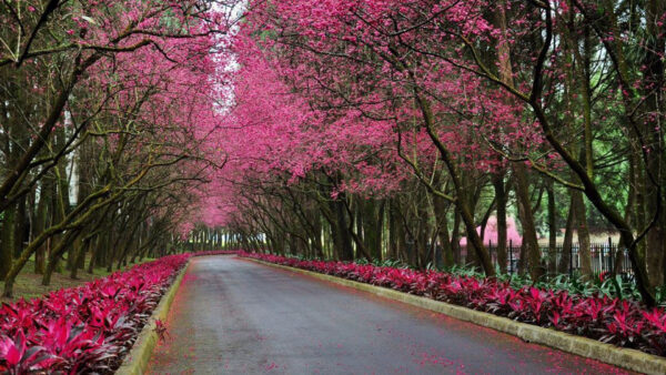 Wallpaper Plants, Beautiful, Pink, Road, Spring, Scenery, Flowers, Autumn, Trees