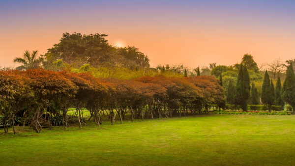 Wallpaper Desktop, Light, Orange, During, Trees, Sunset, Nature, Bushes, Purple, Field, Plants, Under, Green, Grass, Sky, Mobile, Beautiful