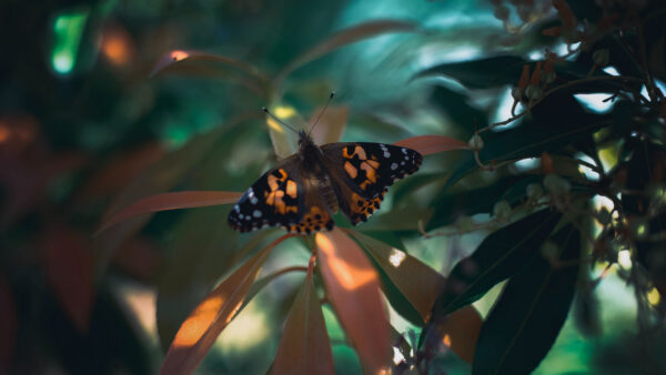 Wallpaper Leaf, Mobile, Black, Yellow, Butterfly, Green, Plant, Desktop