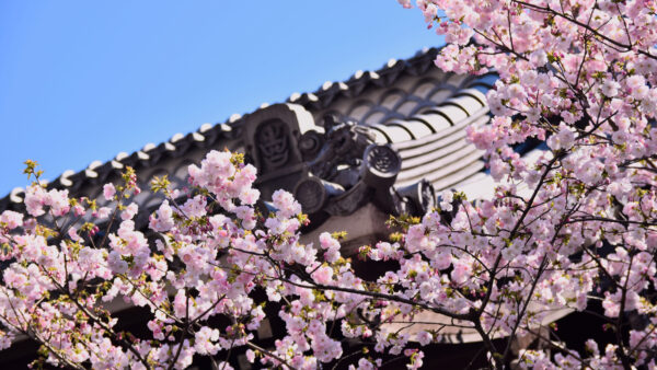 Wallpaper Blue, Under, Sky, Desktop, Sakura, Mobile, Pink, Branches, Flowers