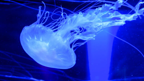 Wallpaper Underwater, Jellyfish, Desktop, Blue