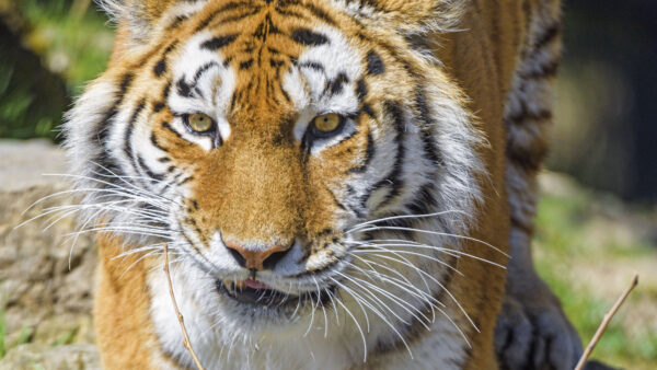 Wallpaper Angry, Face, View, Tiger, Closeup