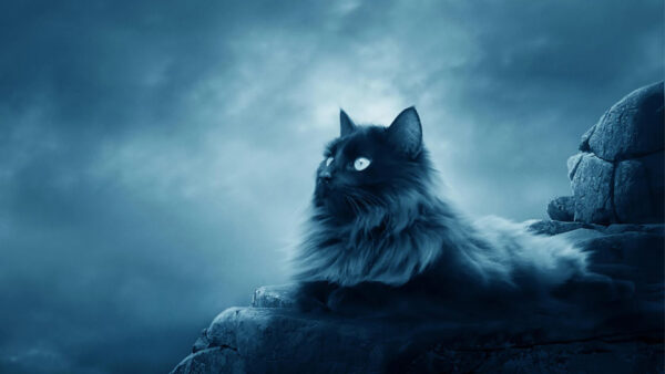 Wallpaper Stone, Clouds, Sitting, Desktop, Background, Rock, Cat, With