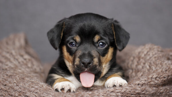 Wallpaper Tongue, Dog, Animal, Puppy, With, Baby, Out