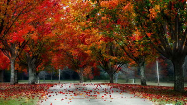 Wallpaper Beautiful, Fall, Trees, Autumn, Path, Road, Colorful