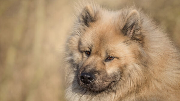 Wallpaper Desktop, Eurasier, Animals, Brown, Dog