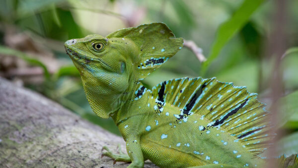 Wallpaper Closeup, Desktop, View, Lizard, Iguana, Reptile, Green