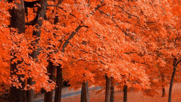 Wallpaper Leafed, Nature, Forest, Trees, Orange