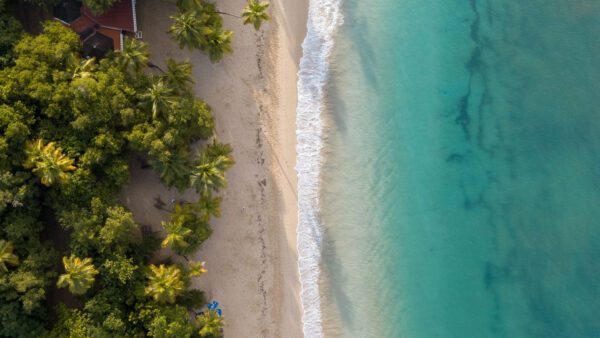 Wallpaper Nature, View, Waves, Aerial, Palm, And, Beach, Trees, Beautiful