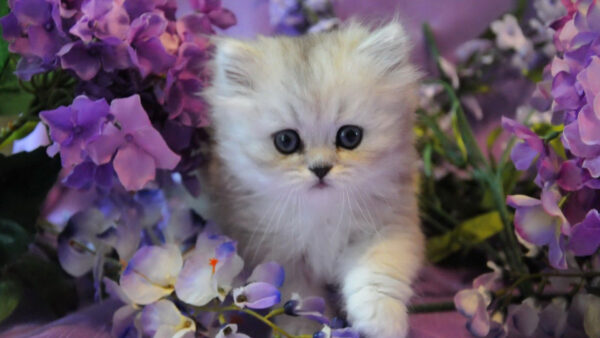 Wallpaper Stare, With, Standing, Flowers, Kitten, Between, Cute, Cat, White, Look, Purple