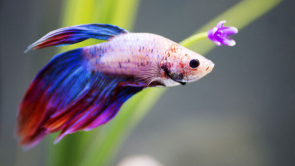 Wallpaper Blue, Betta, Blur, Green, Underwater, Plant, Background, Fish