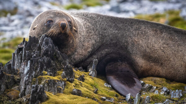 Wallpaper Down, Animals, Green, Lying, Seal, Ground