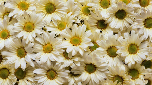 Wallpaper Daisies, White, Yellow, Petals, Flowers, Spring