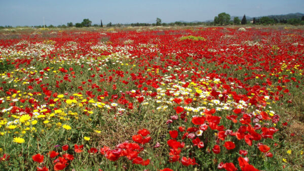 Wallpaper Plants, Poppy, Field, Red, Flowers, White, Yellow, Bushes