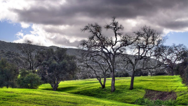 Wallpaper Landscape, Sky, With, Field, Under, View, Nature, Grass, Green, Mountains, Black, White, Cloudy