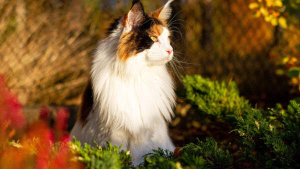 Wallpaper Eyes, Yellow, Background, White, Blur, Sitting, Black, Cat