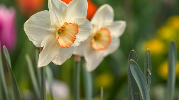 Wallpaper White, Green, Flowers, Background, Spring, Blur, Daffodils