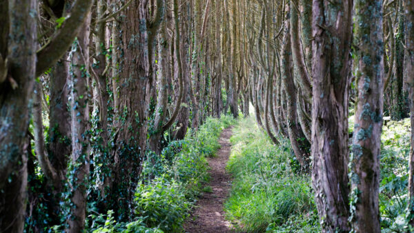 Wallpaper Trees, Forest, Green, Path, Plants, Bushes, Desktop, Mobile, Between, Nature