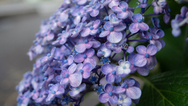 Wallpaper Purple, Light, Flowers, Hydrangea