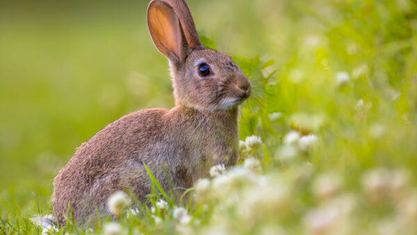 Wallpaper Blur, Grass, Green, Light, Field, Background, Rabbit, Flowers, Standing, White, Brown