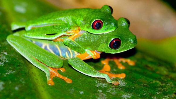 Wallpaper Red, Leaf, Frogs, Background, Black, Blur, Frog, Eyed, Green