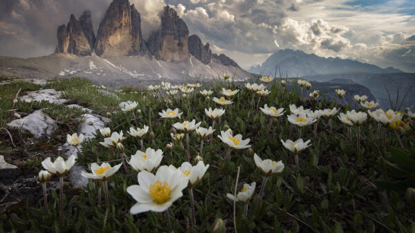 Wallpaper Mountains, Closeup, Background, Flowers, Nature, Rock, White, Grass, Field, Yellow, View