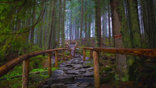 Wallpaper Fence, Forest, Nature, Stones, Trees, Green, Wood, Rocks