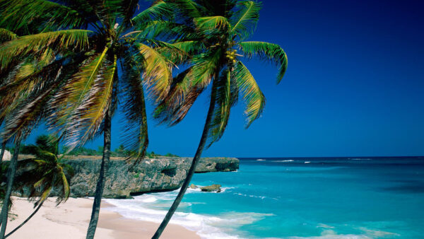 Wallpaper During, Rocks, Trees, Waves, Blue, Nature, Daytime, Sky, Palm, Sand, Beach, Beautiful, Ocean, Stones