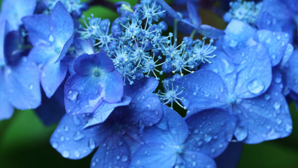 Wallpaper Closeup, With, View, Water, Blue, Flowers, Hydrangea, Drops