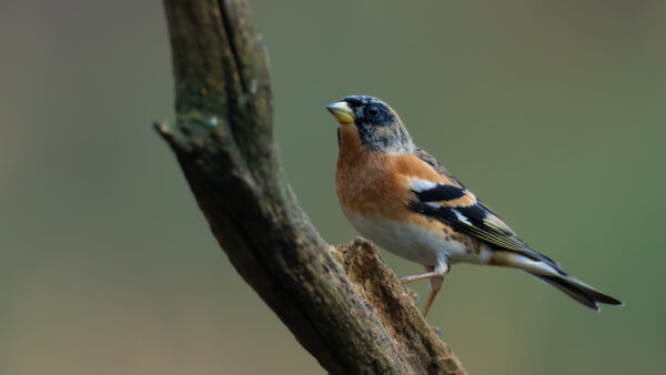 Wallpaper Background, Black, Standing, Brown, Bird, Desktop, Birds, Branch, Mobile, White, Blur, Tree