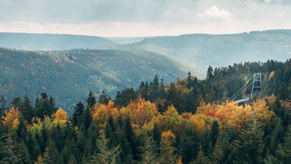 Wallpaper Nature, Autumn, Leafed, Forest, Colorful, Trees, Hills, Mountains