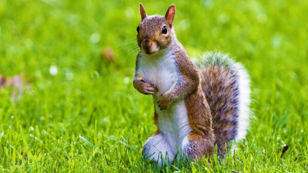 Wallpaper Background, White, Fur, Look, Green, With, Standing, Squirrel, Stare, Blur, Grass, Brown, Tail