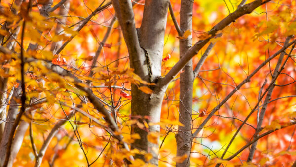 Wallpaper Tree, Yellow, Leaves, Branches, Desktop, Red, Mobile, Autumn