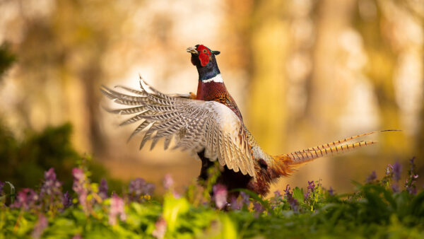 Wallpaper Blur, Wings, Flowers, Birds, Standing, Bird, Open, With, Field, Pheasant, Background, Ring-Necked