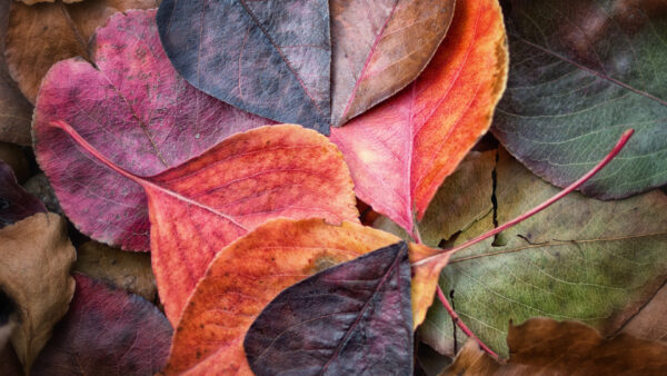 Wallpaper Leaves, Colorful, Dry