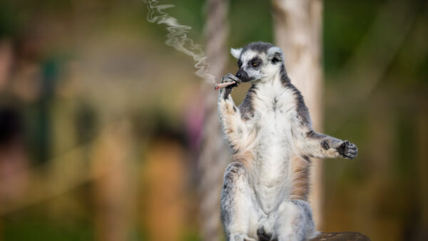 Wallpaper Cigarette, Animal, Background, Funny, Blur, Lemur, With