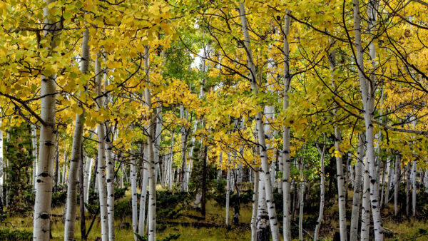 Wallpaper Yellow, Birch, Gtreen, Trees, Background, Tree, Forest