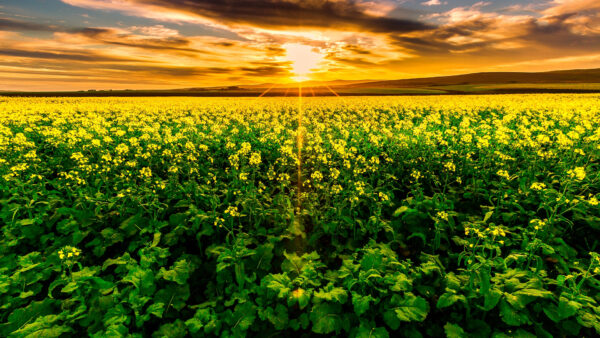 Wallpaper During, Flowers, Leaves, Black, Green, Closeup, Yellow, Under, Sunset, Blue, Plants, View, Clouds, White, Sky