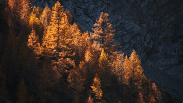 Wallpaper Dark, Daytime, Sunlight, Background, Trees, Yellow, Autumn, During, With, Leaves