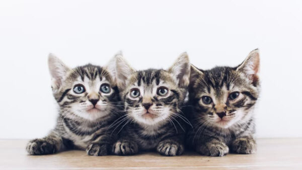 Wallpaper Cat, Background, Cute, Kittens, Are, Three, WALL, Black, Sitting, Looking, White