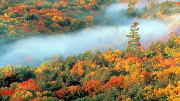 Wallpaper Forest, Nature, Colorful, Trees, Covered, Mist, Autumn