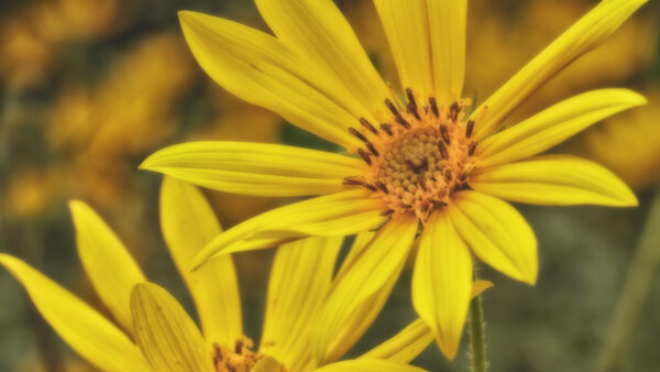 Wallpaper Background, Blur, View, Yellow, Flowers, Sunroot, Closeup