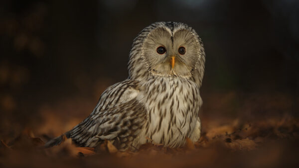 Wallpaper Background, Standing, Yellow, Blur, Owl, Beak, Black, White