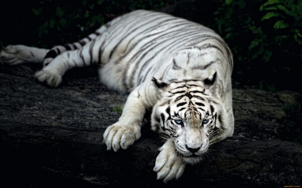 Wallpaper Animal, White, Tiger