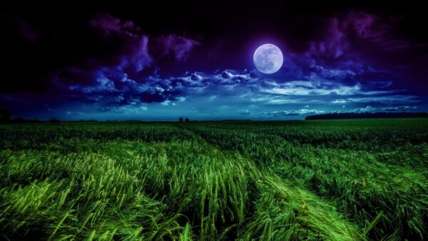 Wallpaper Grass, Field, Moon